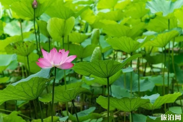 五月洪湖公園荷花開(kāi)始開(kāi)放嗎 附賞花時(shí)間
