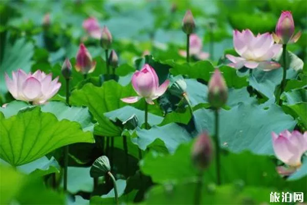 五月洪湖公園荷花開(kāi)始開(kāi)放嗎 附賞花時(shí)間
