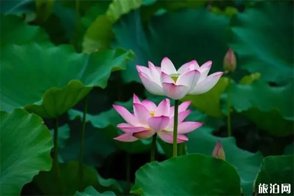 五月<a href='/honghugongyuan/' target=_blank>洪湖公園</a>荷花開(kāi)始開(kāi)放嗎 附賞花時(shí)間