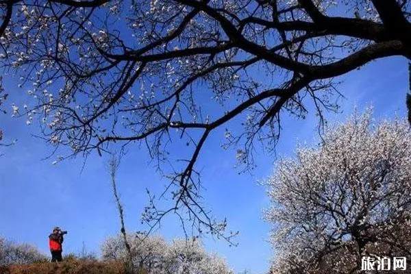 浮戲山雪花洞景區怎么去 3月21日免費開(kāi)放-免費政策