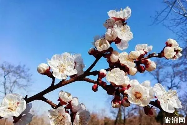 浮戲山雪花洞景區怎么去 3月21日免費開(kāi)放-免費政策