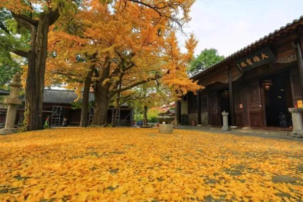 濟南<a href='/lingyan/' target=_blank>靈巖</a>寺銀杏葉什么時(shí)候黃 附最佳觀(guān)賞期