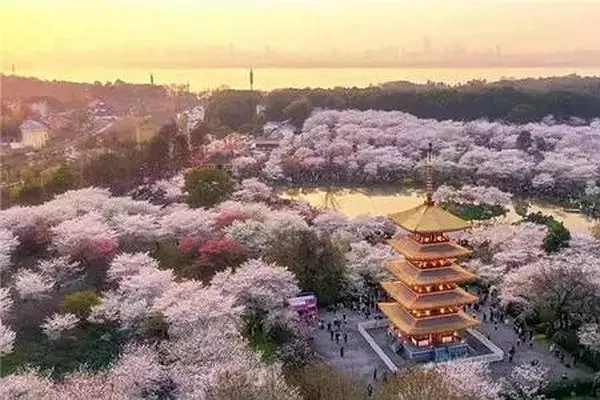 觀(guān)賞武漢大學(xué)櫻花的最佳時(shí)間是在幾月份 三月份最合適不過(guò)了