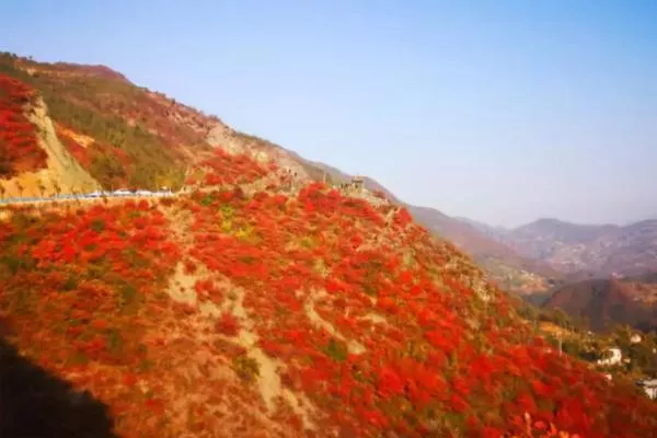 2021重慶巫山紅葉最佳觀(guān)賞路線(xiàn)