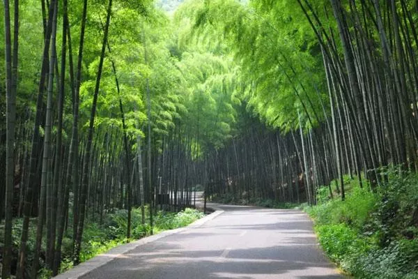 宜興竹海一日游路線(xiàn)推薦-攻略
