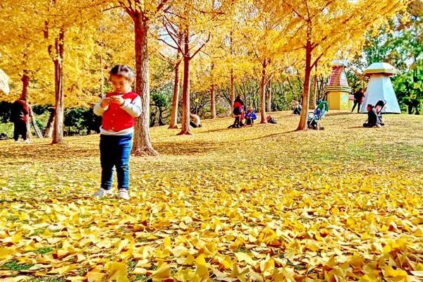 武漢銀杏樹(shù)最多的地方在哪 西北湖這個(gè)地方的銀杏林別錯過(guò)了