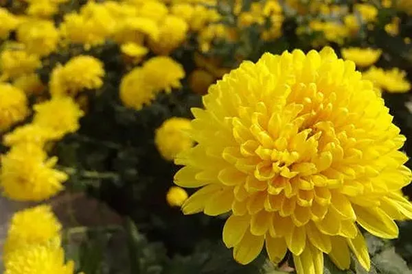 2021年長(cháng)沙菊花展在哪舉辦 岳麓山值得一看