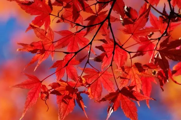 2021巫山神女景區賞紅葉一日游<a href='/lvyouxianlu/' target=_blank>旅游線(xiàn)路</a>