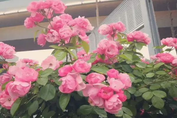 杭州月季花高架橋地址及觀(guān)賞時(shí)間