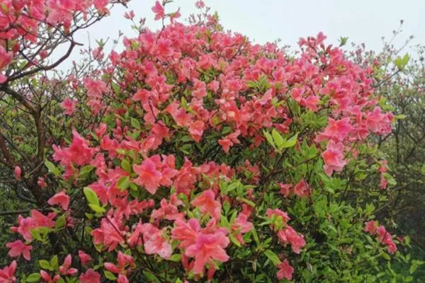 麻城龜峰山賞杜鵑花最佳線(xiàn)路