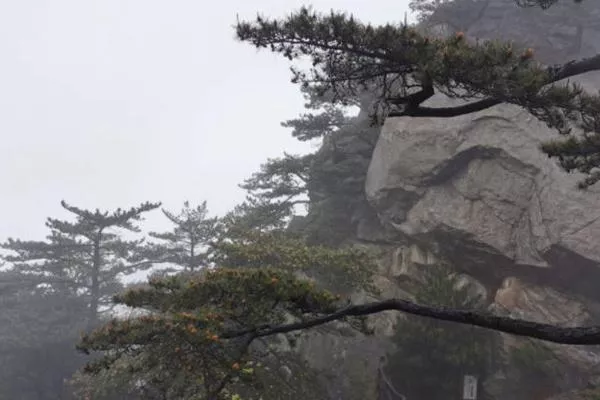 麻城龜峰山賞杜鵑花最佳線(xiàn)路