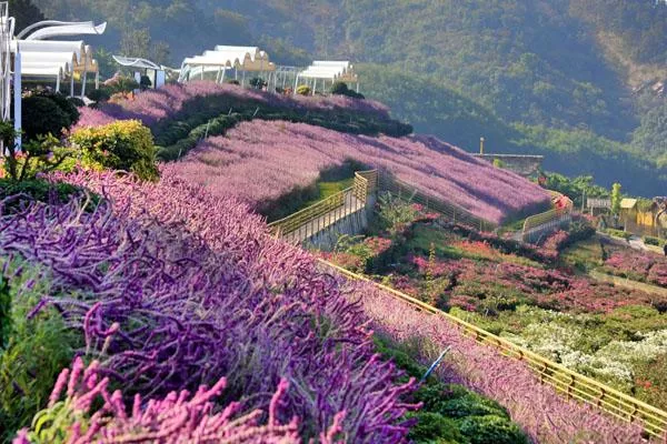 新津花舞人間<a href='http://m.pasaelectricity.com/' target=_blank>旅游攻略</a> 附門(mén)票價(jià)格及交通指南