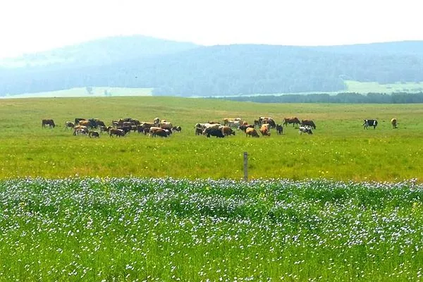 御道口<a href='http://m.pasaelectricity.com/' target=_blank>旅游攻略</a> 去御道口草原怎么走